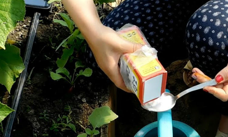 Comment arroser correctement les concombres avec du soda et quels avantages cela apportera à la culture