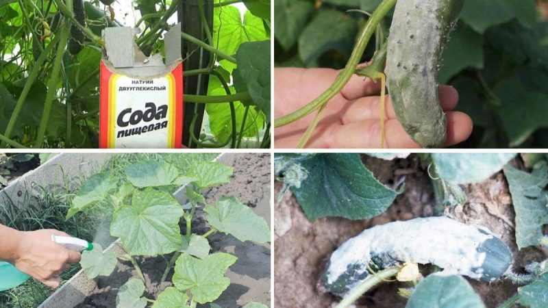Comment arroser correctement les concombres avec du soda et quels avantages cela apportera à la culture