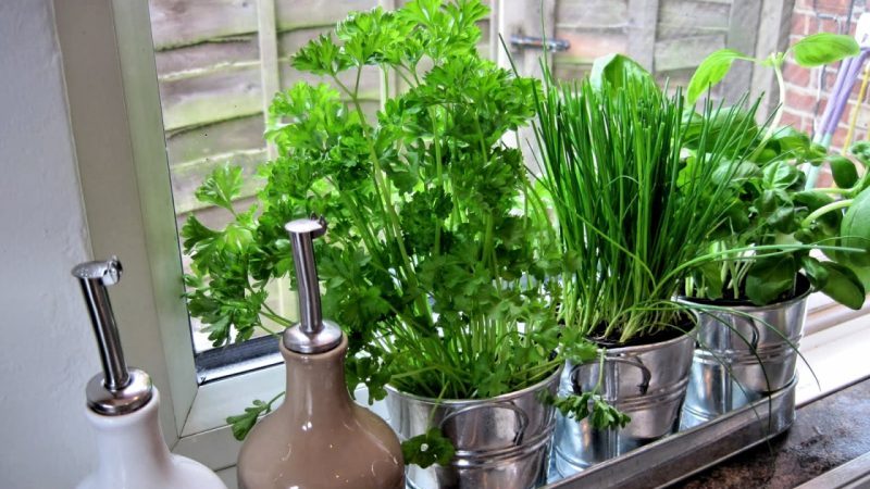 Comment faire pousser correctement le persil sur un rebord de fenêtre et récolter toute l'année