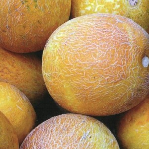 Comment choisir le melon le plus savoureux et le plus sucré