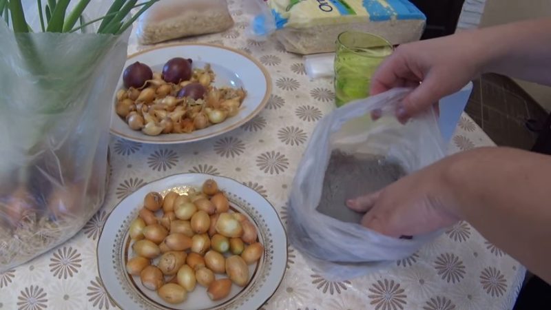 Comment faire pousser des oignons dans une bouteille en plastique à la maison