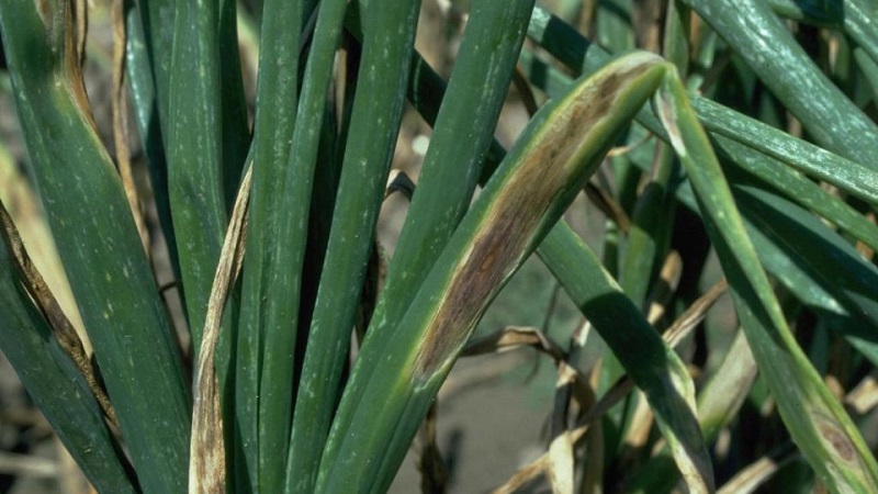 Quelles sont les maladies des oignons et comment y faire face