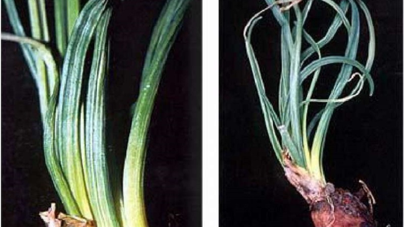 Quelles sont les maladies des oignons et comment y faire face