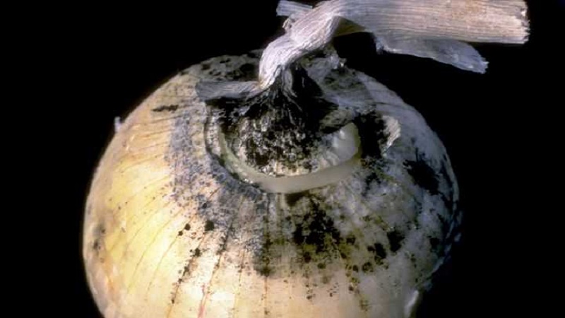 Quelles sont les maladies des oignons et comment y faire face