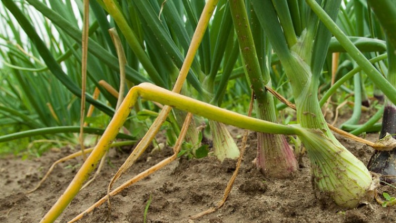 Quelles sont les maladies des oignons et comment y faire face