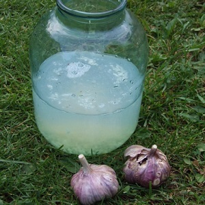 Quelles sont les maladies des oignons et comment y faire face