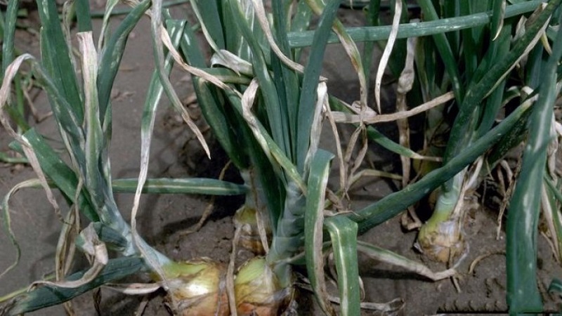 Quelles sont les maladies des oignons et comment y faire face