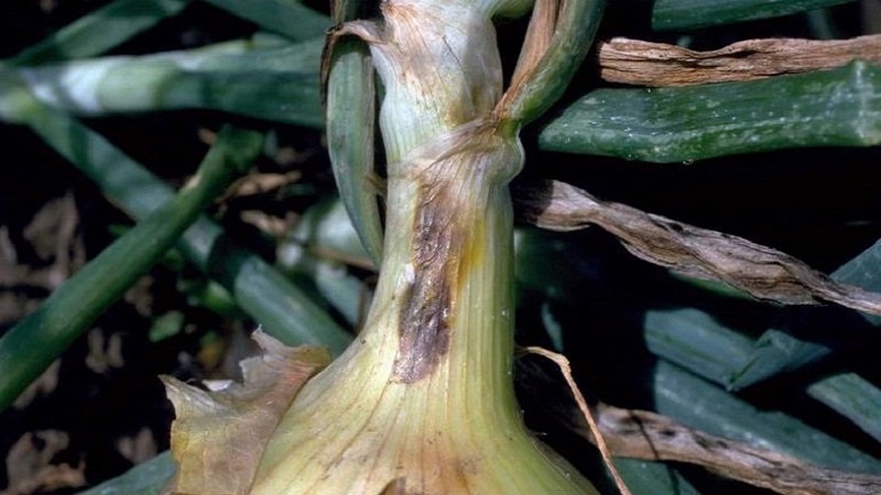 Quelles sont les maladies des oignons et comment y faire face