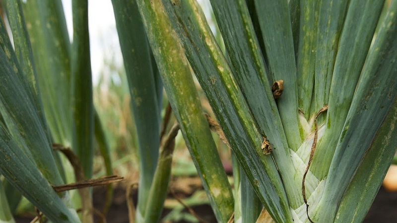 Quelles sont les maladies des oignons et comment y faire face