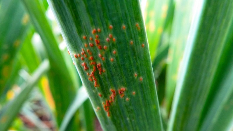 Quelles sont les maladies des oignons et comment y faire face