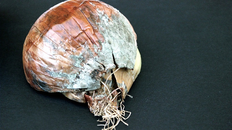 Quelles sont les maladies des oignons et comment y faire face