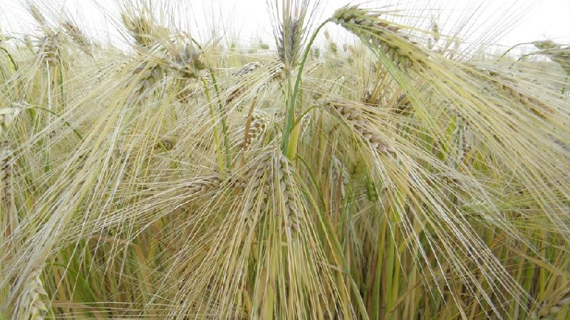 Quelles sont les variétés d'orge, leurs caractéristiques et leur description