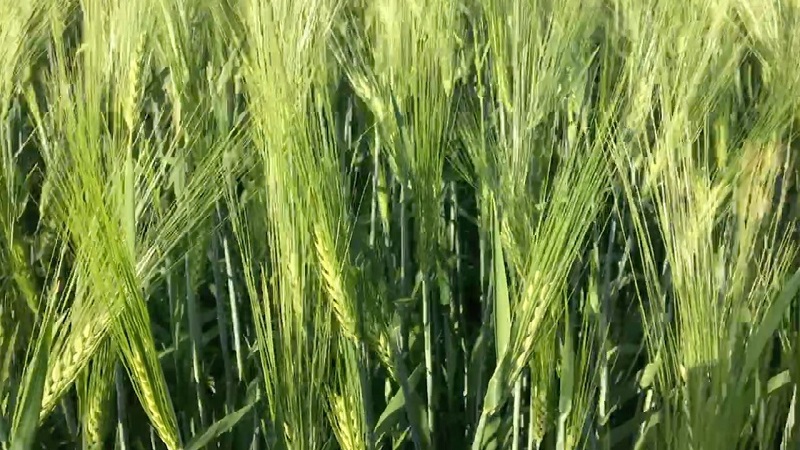 Quelles sont les variétés d'orge, leurs caractéristiques et leur description