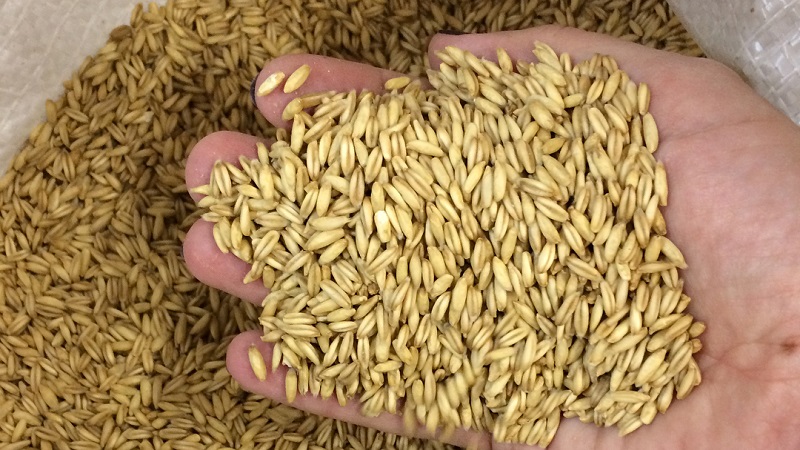 Quels sont les types et variétés d'avoine