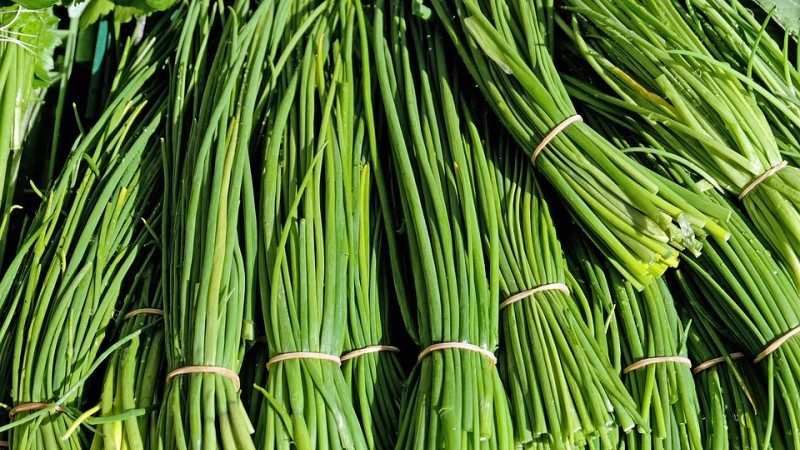 Teneur en calories, avantages et inconvénients des oignons verts