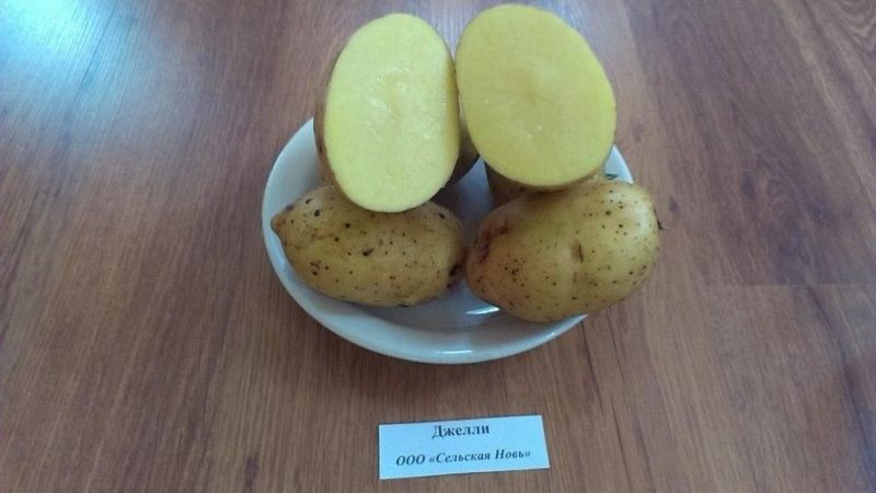 Variété de pomme de terre idéale pour l'achat d'hiver: Jelly