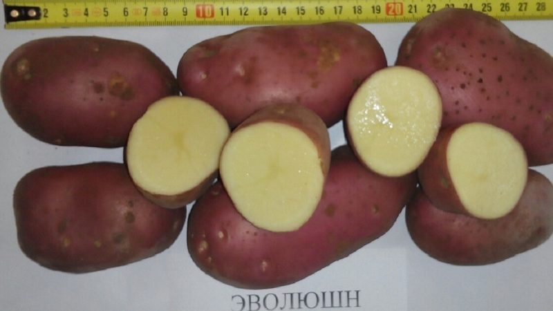 Une variété de pommes de terre à haut rendement Evolution capable de s'adapter à tous les climats