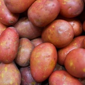Une variété de pommes de terre à haut rendement Evolution capable de s'adapter à tous les climats