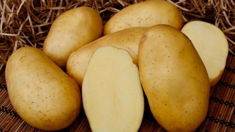 Une variété sans prétention de pommes de terre Felox au goût excellent