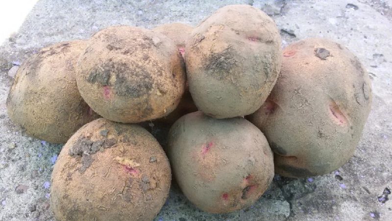 Variété de pomme de terre viable Blueness avec un goût incroyable