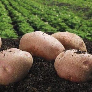 Pomme de terre Lugovskoy de mi-saison à haut rendement, idéale pour la purée de pommes de terre