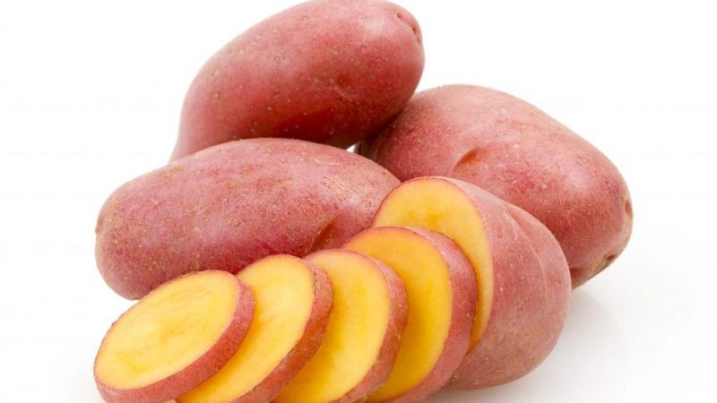 Pomme de terre Rodriga mi-précoce avec gros tubercules roses