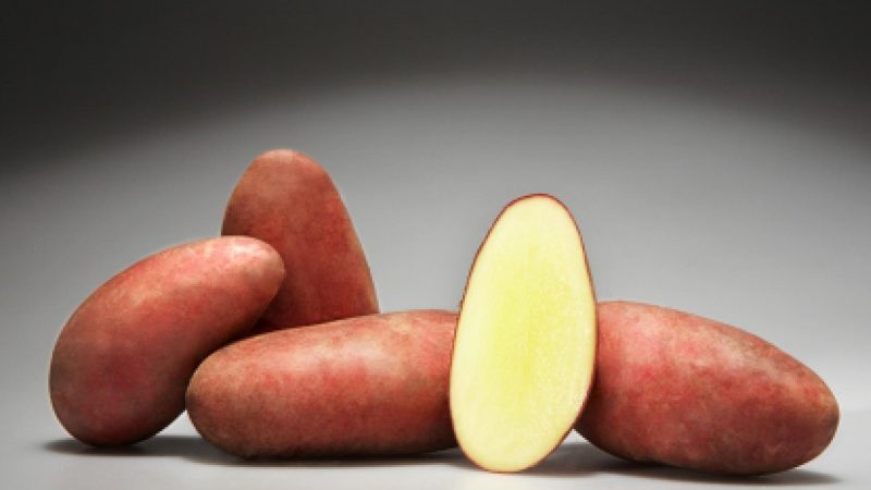 Pomme de terre Rodriga mi-précoce avec gros tubercules roses