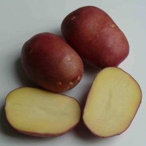 Pomme de terre Roco à haut rendement, idéale pour bouillir et cuire au four