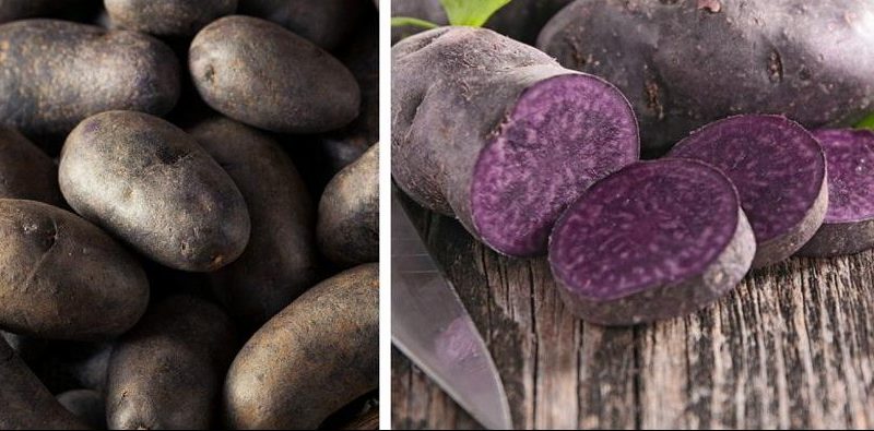 Incroyable pomme de terre Vitalot à la peau et à la pulpe violettes