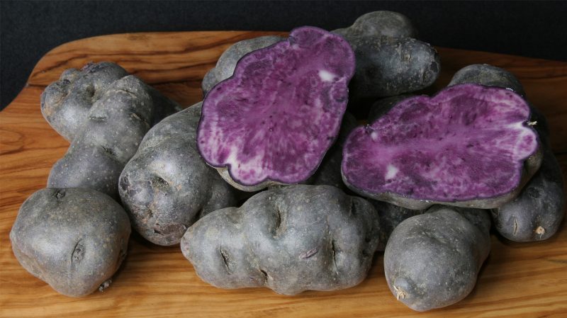 Incroyable pomme de terre Vitalot à la peau et à la pulpe violettes