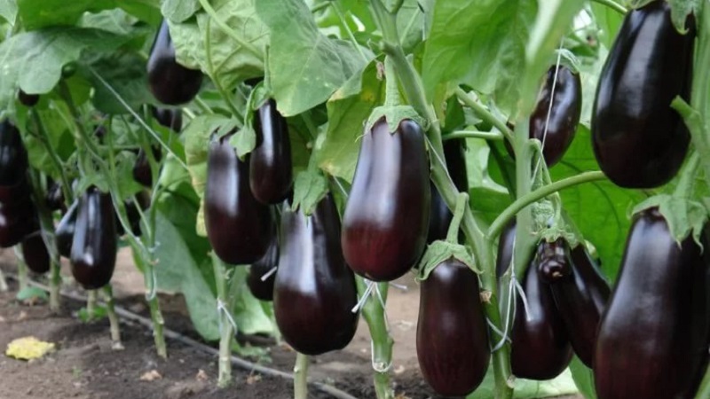 Quand retirer les aubergines d'un buisson dans une serre et un champ ouvert et comment stocker les cultures