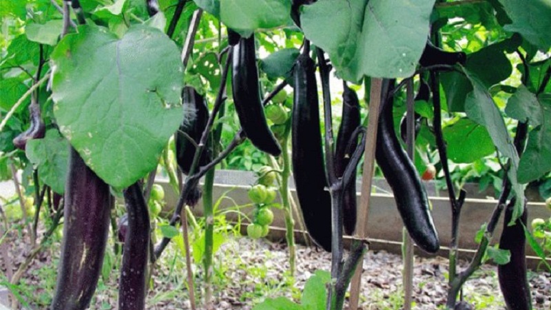 Quand retirer les aubergines d'un buisson dans une serre et un champ ouvert et comment stocker les cultures