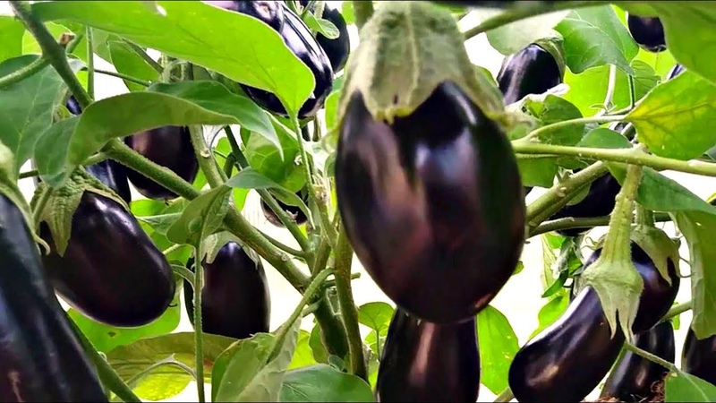 Que faire si les fleurs de l'aubergine tombent dans la serre et pourquoi cela se produit-il?