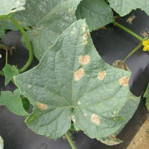 Causes des feuilles de concombre vert pâle et méthodes de résolution du problème