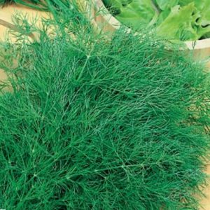 Les meilleures variétés d'aneth pour les légumes verts sans parapluies pour la culture en serre, en pleine terre et à la maison