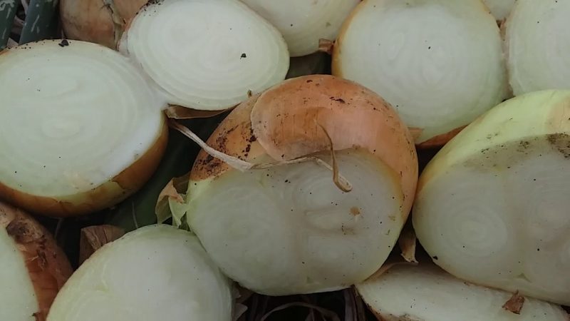 La variété d'oignon Karatalsky qui a fait ses preuves