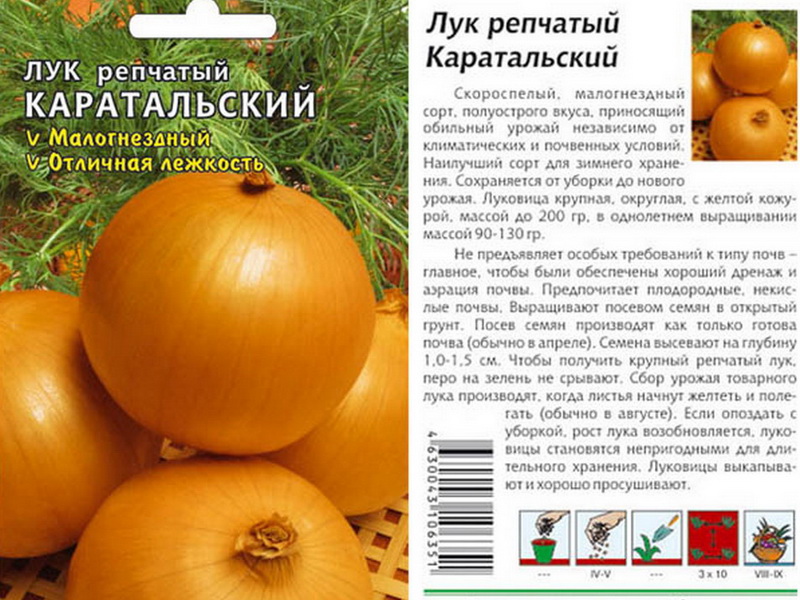 La variété d'oignon Karatalsky qui a fait ses preuves