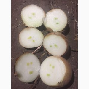 La variété d'oignon Karatalsky qui a fait ses preuves