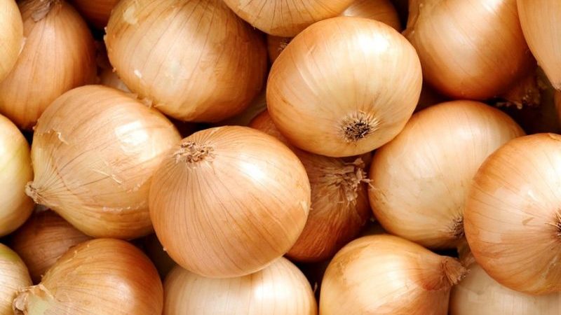 La variété d'oignon Karatalsky qui a fait ses preuves