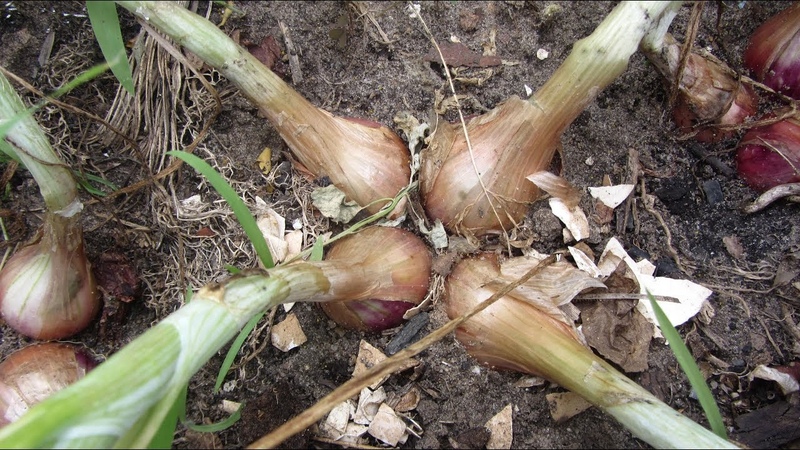 Variétés d'oignons de la famille et leurs caractéristiques