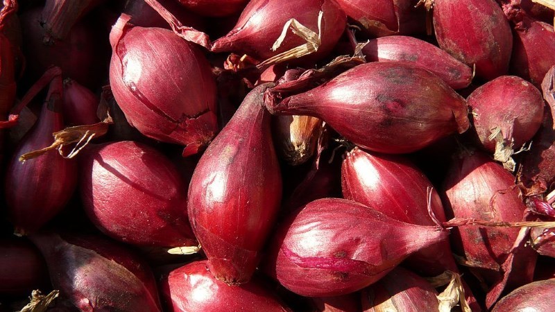 Variétés d'oignons de la famille et leurs caractéristiques