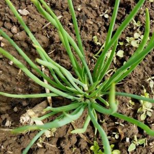 Variétés d'oignons de la famille et leurs caractéristiques