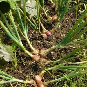 Variétés d'oignons de la famille et leurs caractéristiques