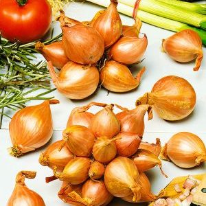 Variétés d'oignons de la famille et leurs caractéristiques