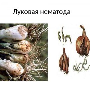 Quel type de ver est le nématode de l'oignon et comment y faire face