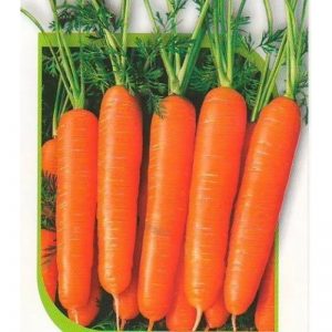 Hybride de carottes de Dordogne à maturation précoce et résistant au froid