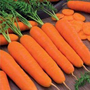 Carottes à maturité tardive et à haut rendement Emperor: description de la variété