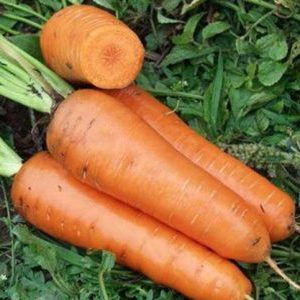 Hybride de carottes pour l'entreposage à long terme Canada F1
