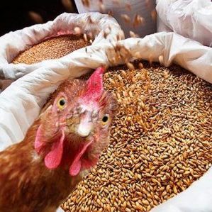 Est-il possible de donner du seigle aux lapins, poulets, porcs et vaches