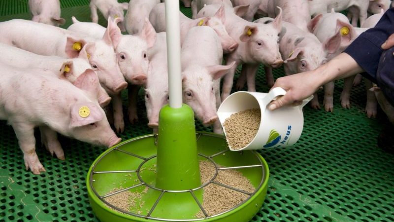 Est-il possible de donner du seigle aux lapins, poulets, porcs et vaches